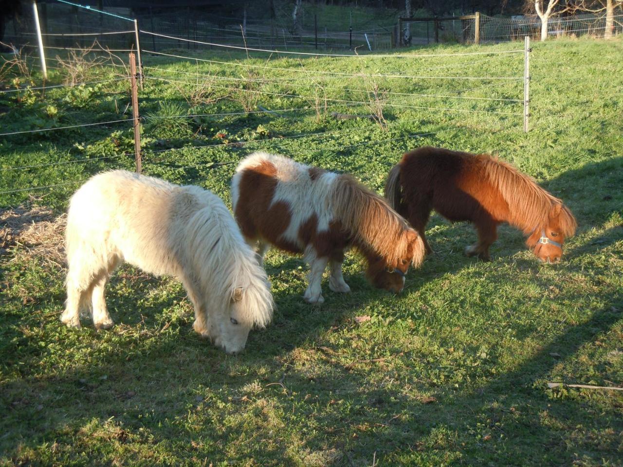 Whispering Spirit Holiday Cottages & Mini Ponies Franklin 외부 사진